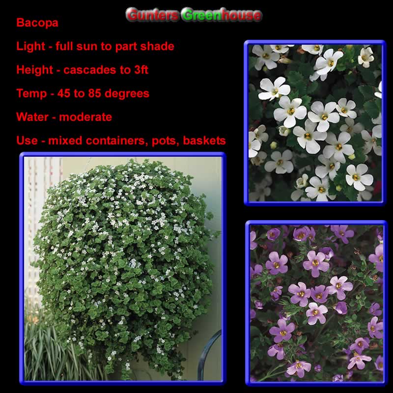 Bacopia