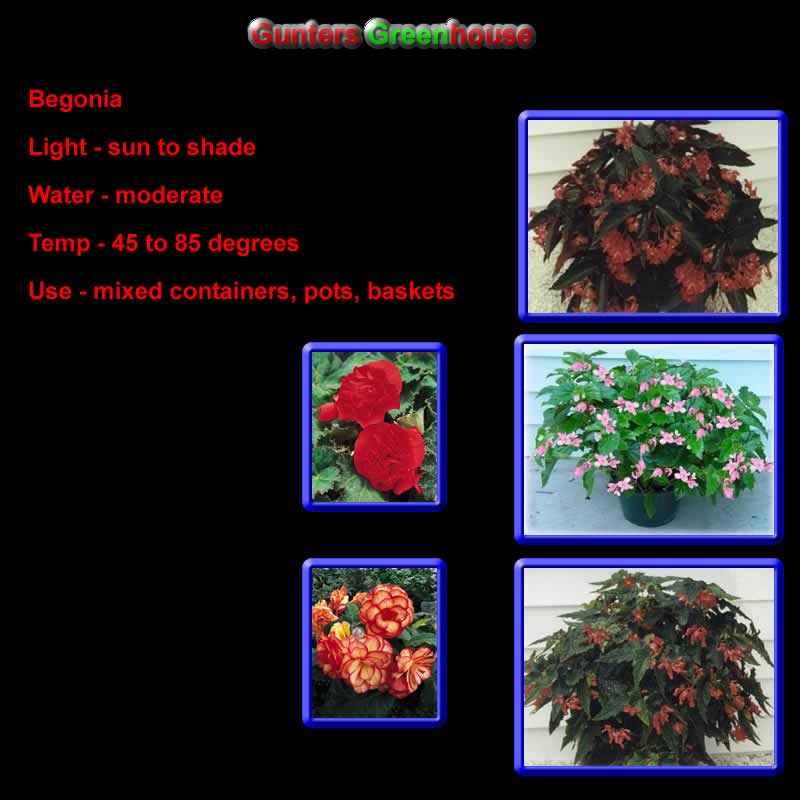 Begonia